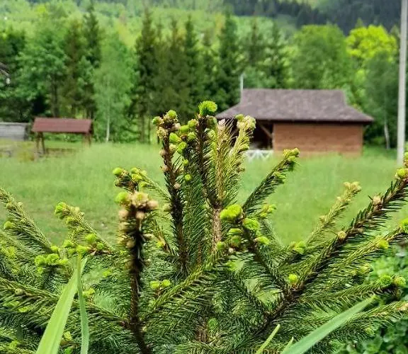 гражда лофт для двох в карпатах Krivorovnya